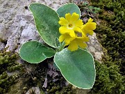 34 Primula auricola (Primula orecchia d'orso) nei pressi del Bivacco Plana (1280 m)